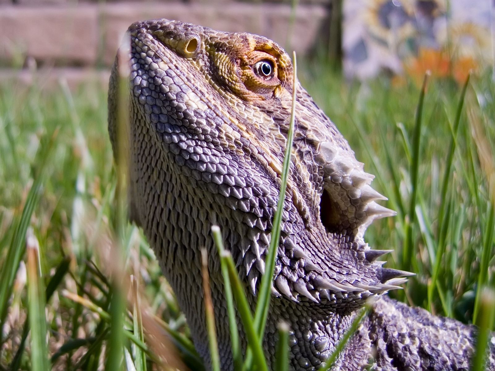 Bearded Dragon Wallpapers