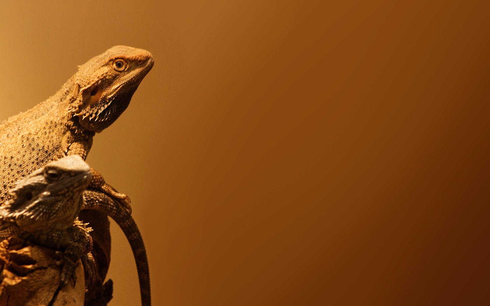 Bearded Dragon Wallpapers