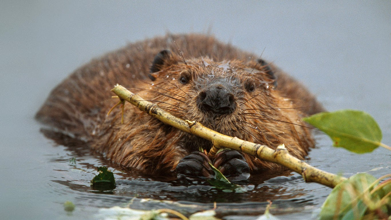 Beaver Wallpapers