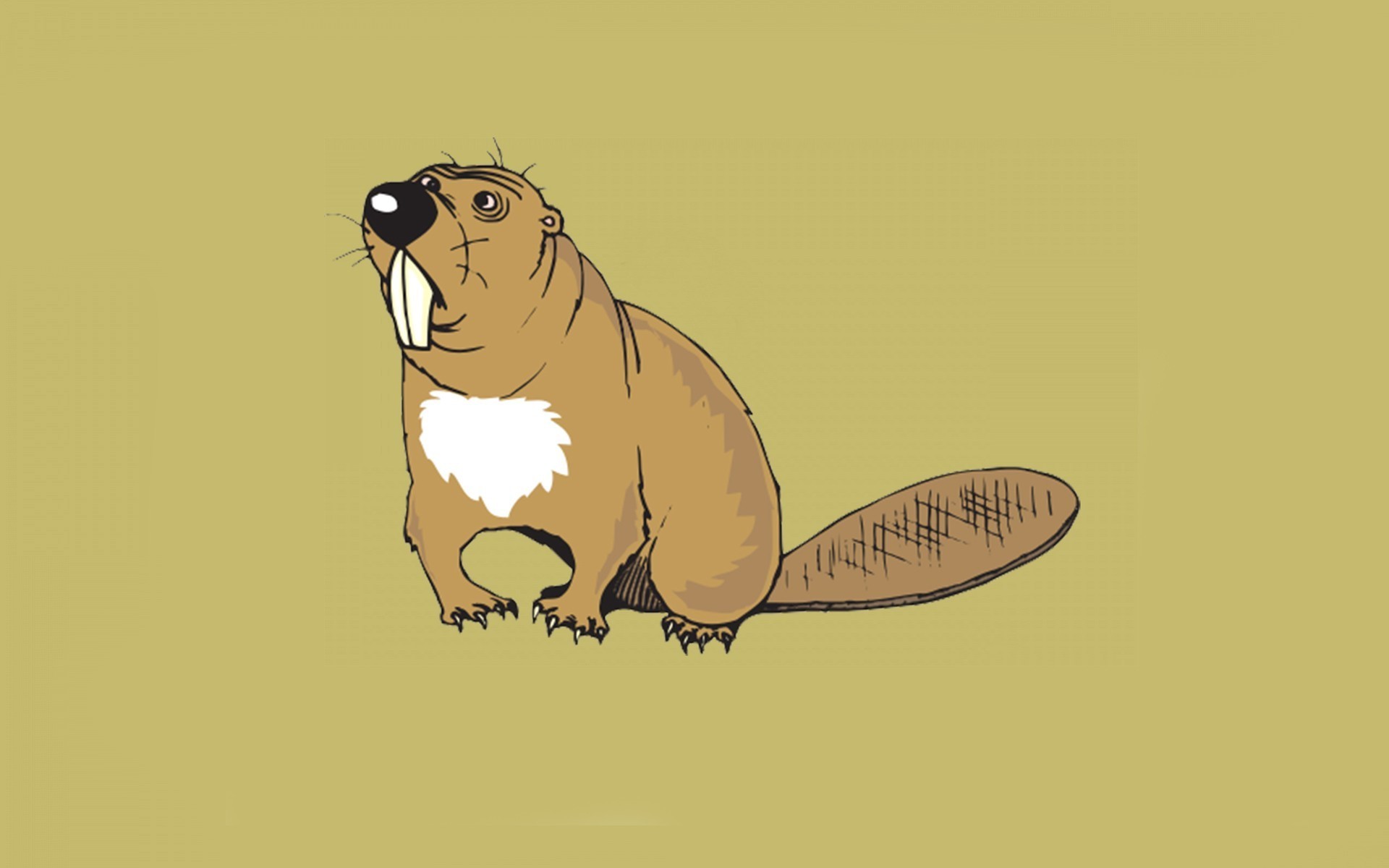 Beaver Wallpapers