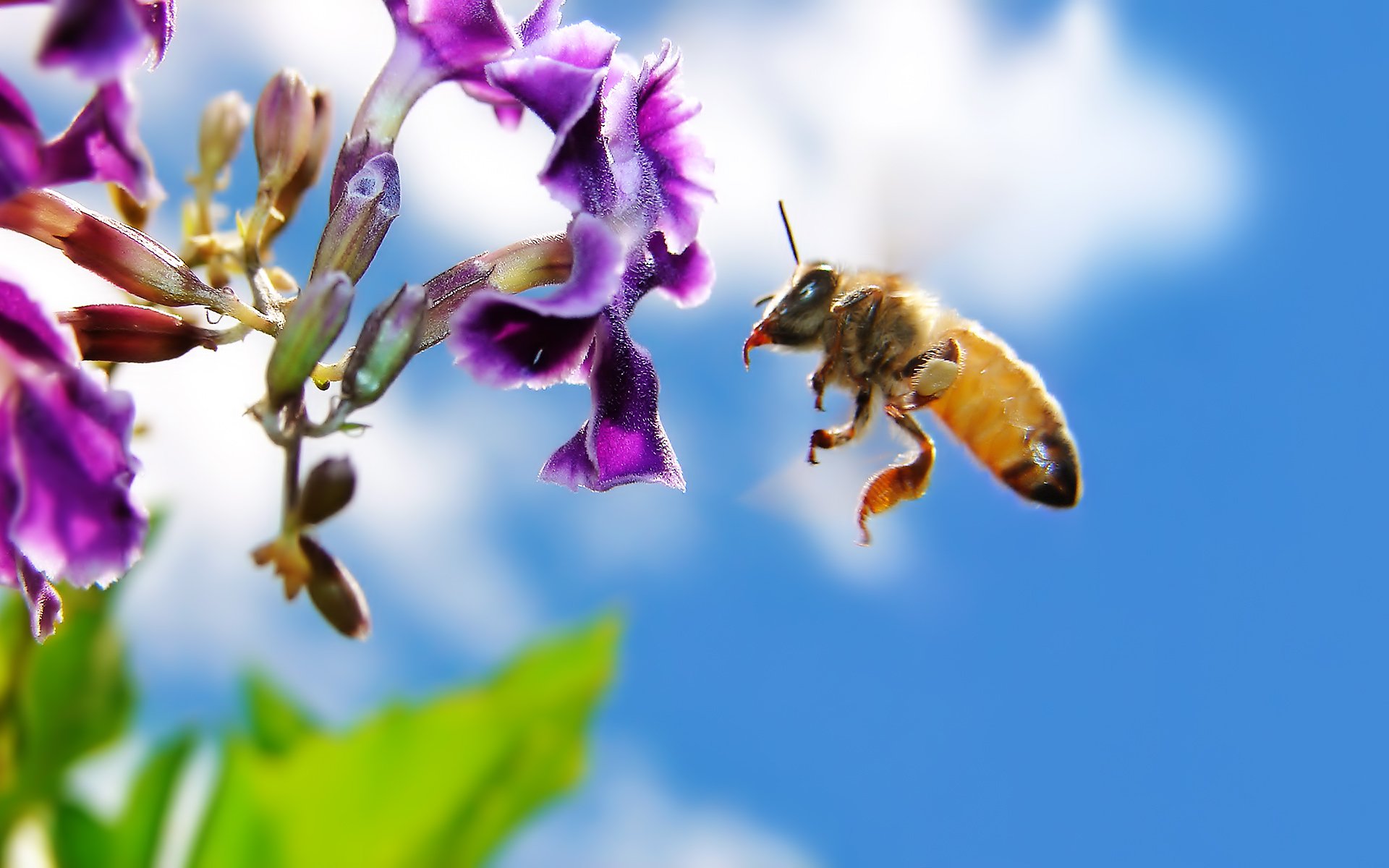 Bee Wallpapers