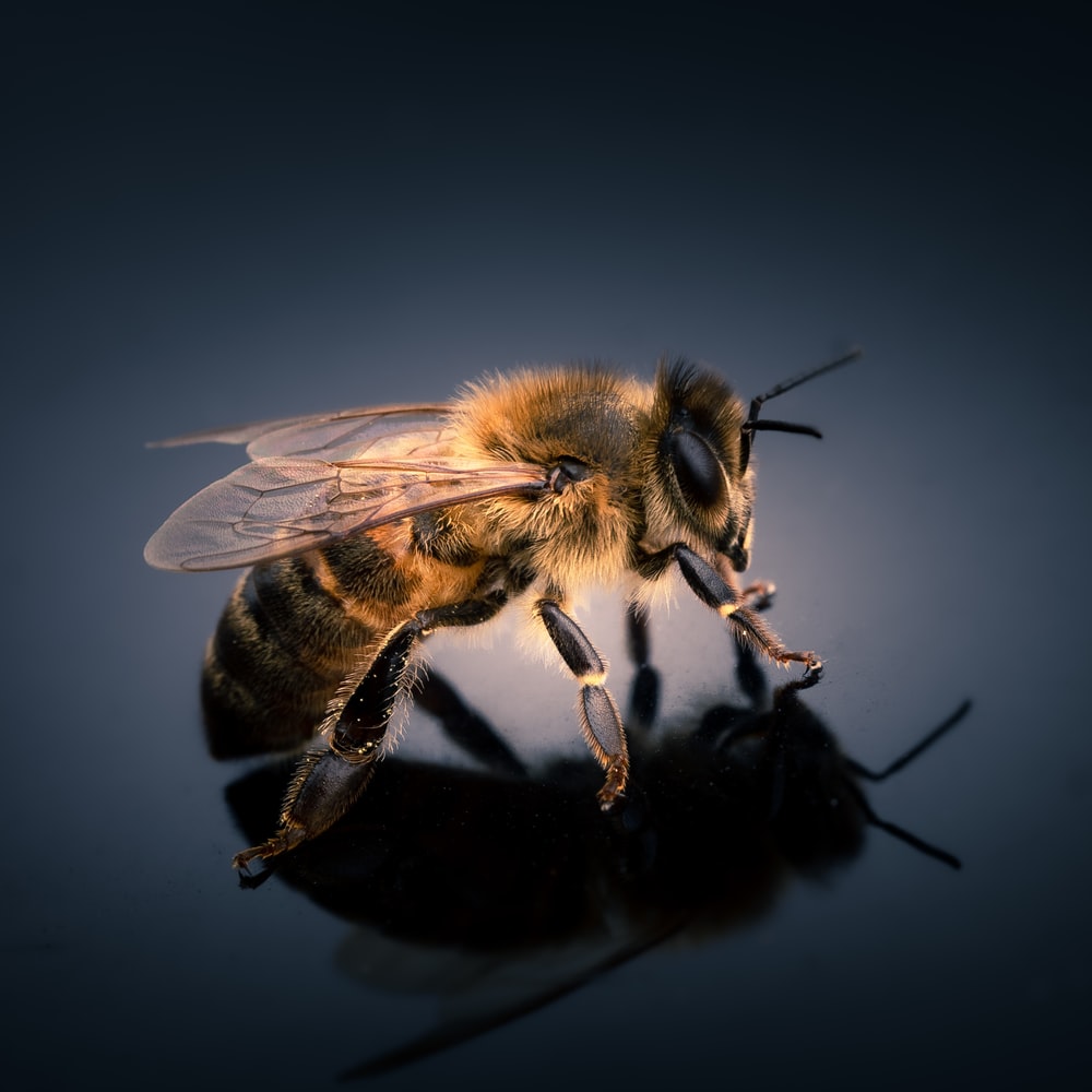 Bee Wallpapers