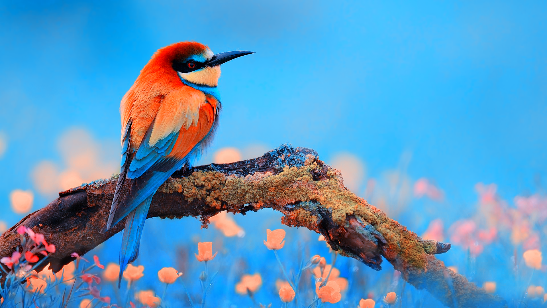 Bee-Eater Wallpapers