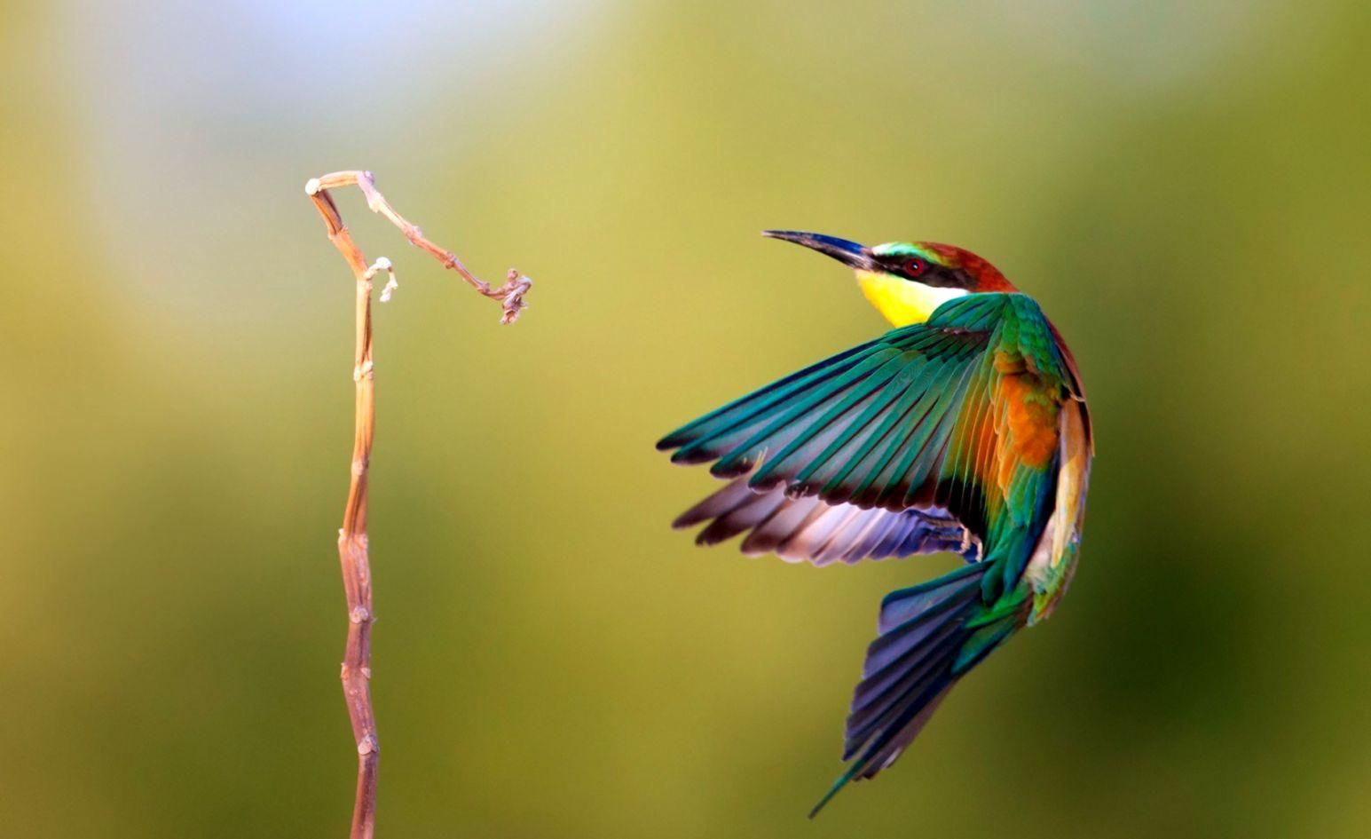 Bee-Eater Wallpapers