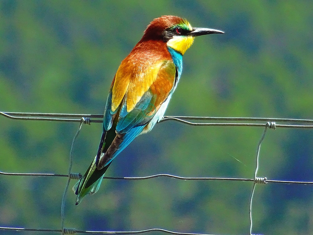 Bee-Eater Wallpapers