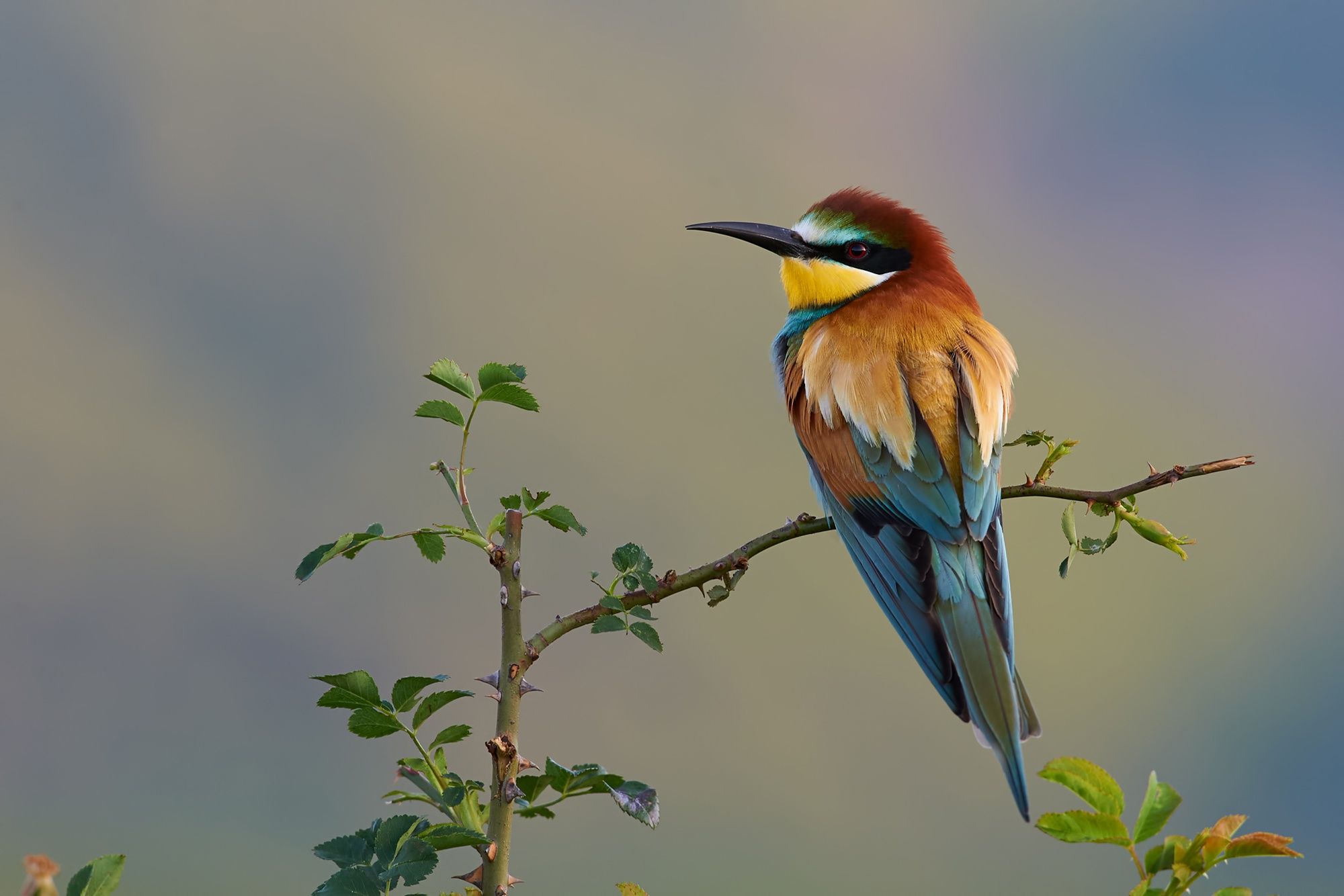 Bee-Eater Wallpapers