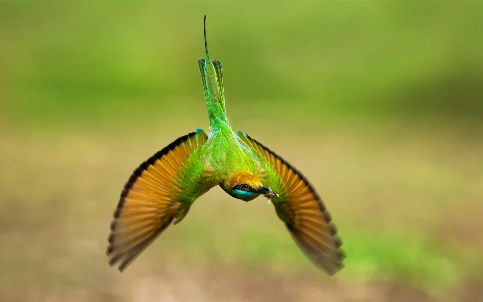 Bee-Eater Wallpapers