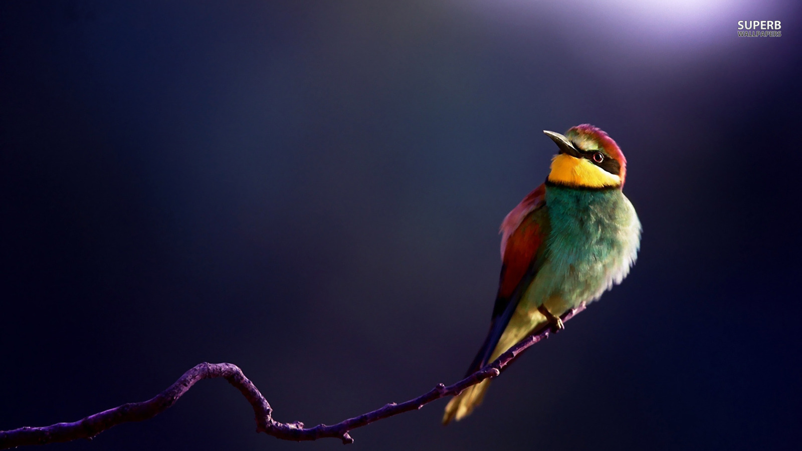 Bee-Eater Wallpapers