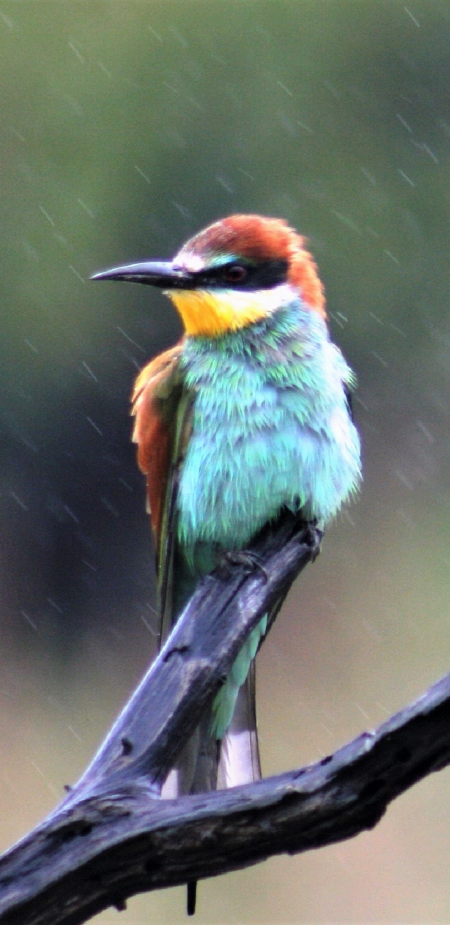 Bee-Eater Wallpapers