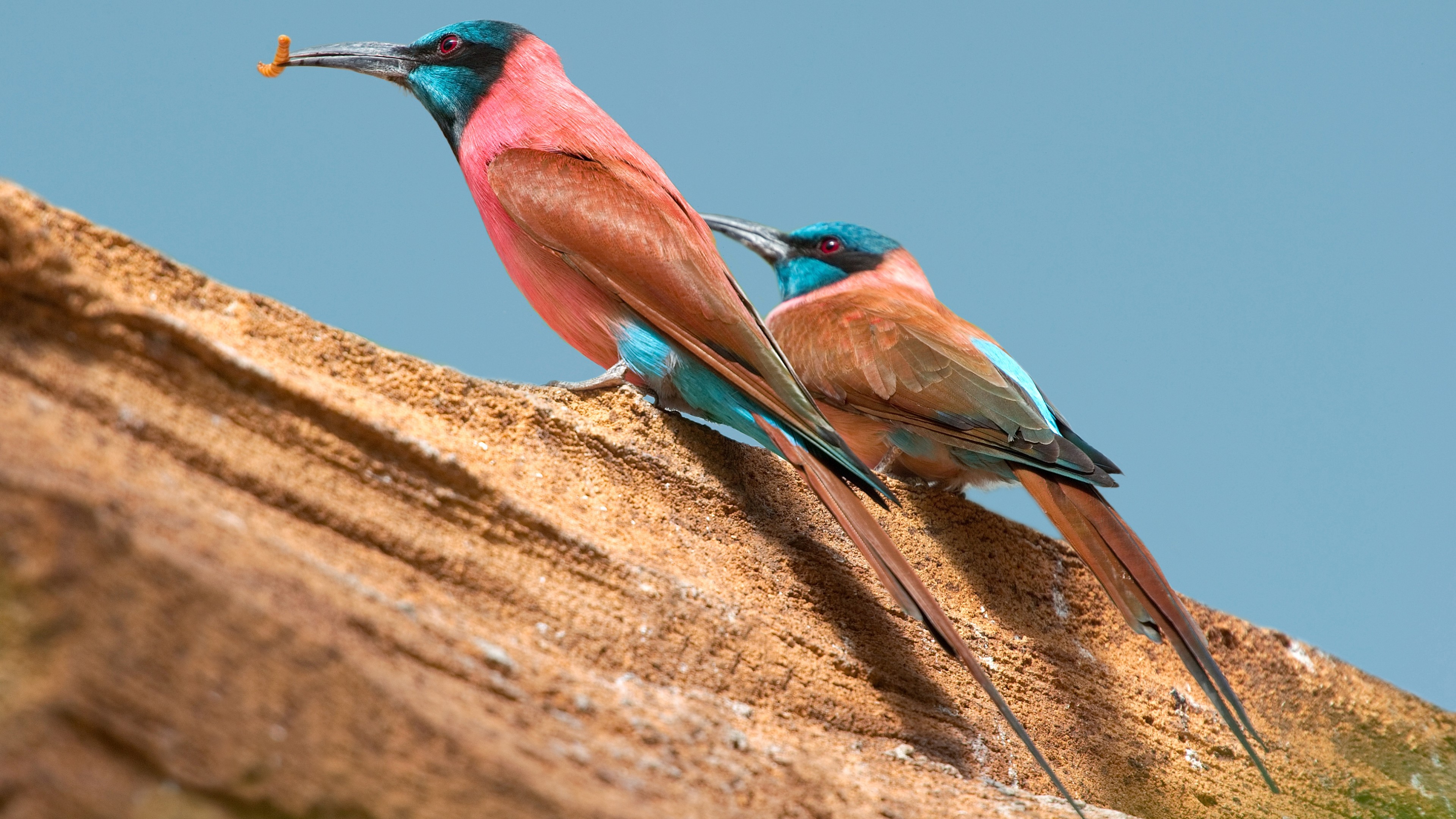 Bee-Eater Wallpapers