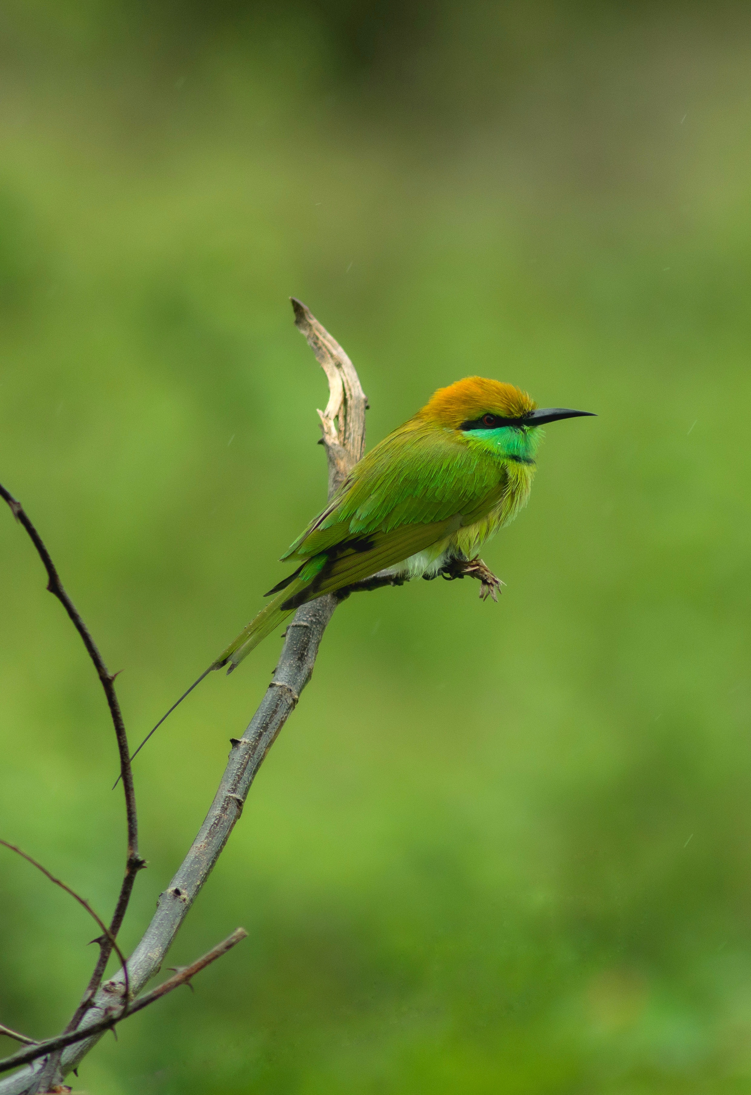 Bee-Eater Wallpapers