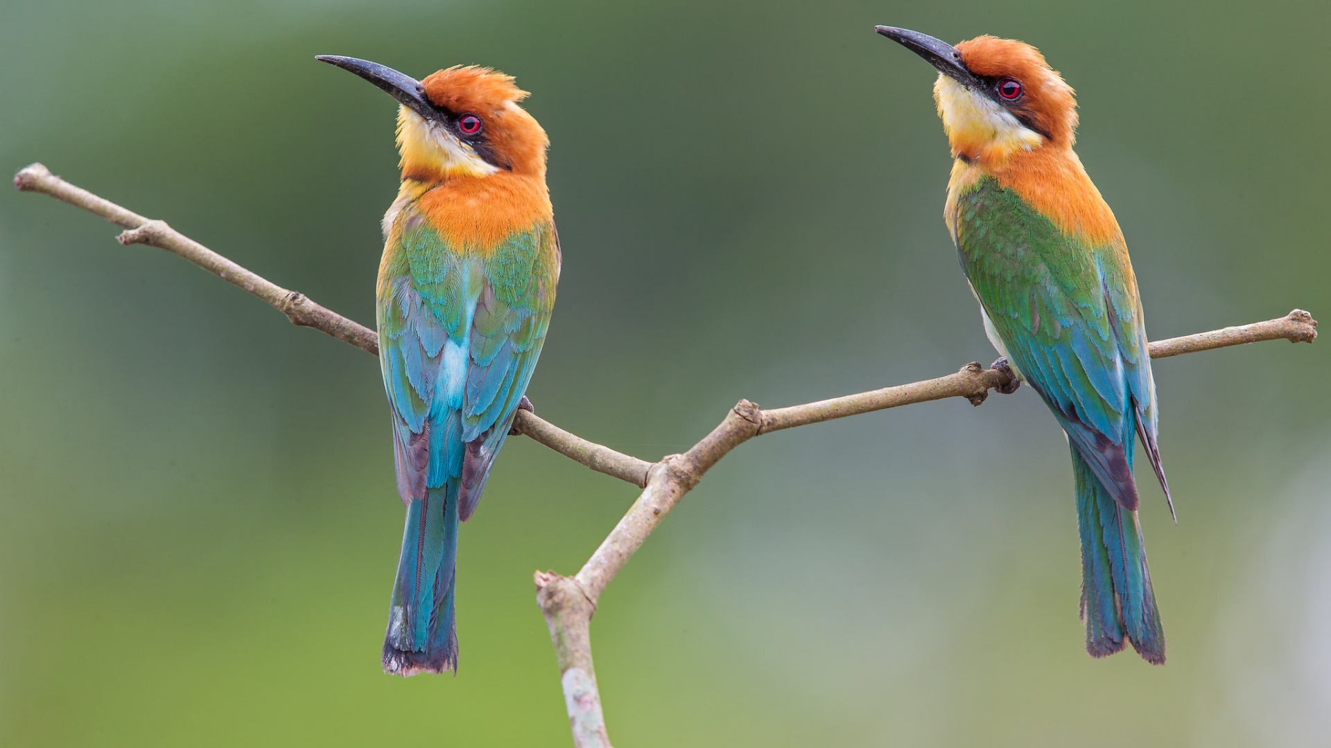 Bee-Eater Wallpapers