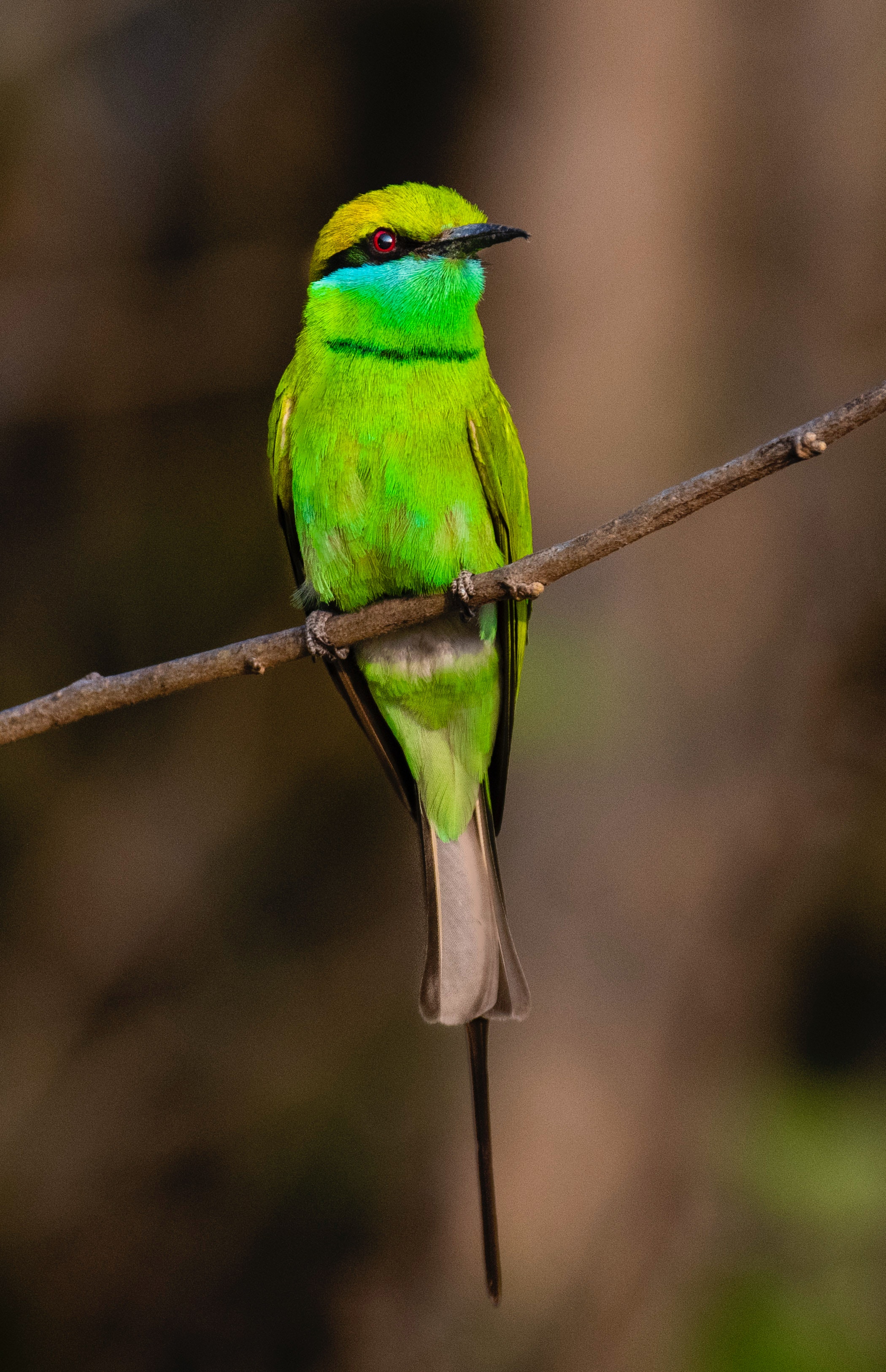 Bee-Eater Wallpapers