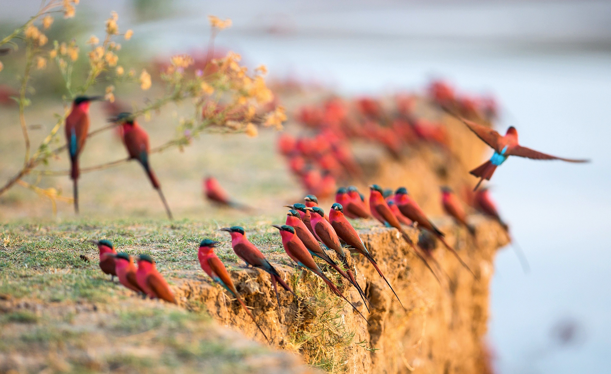 Bee-Eater Wallpapers