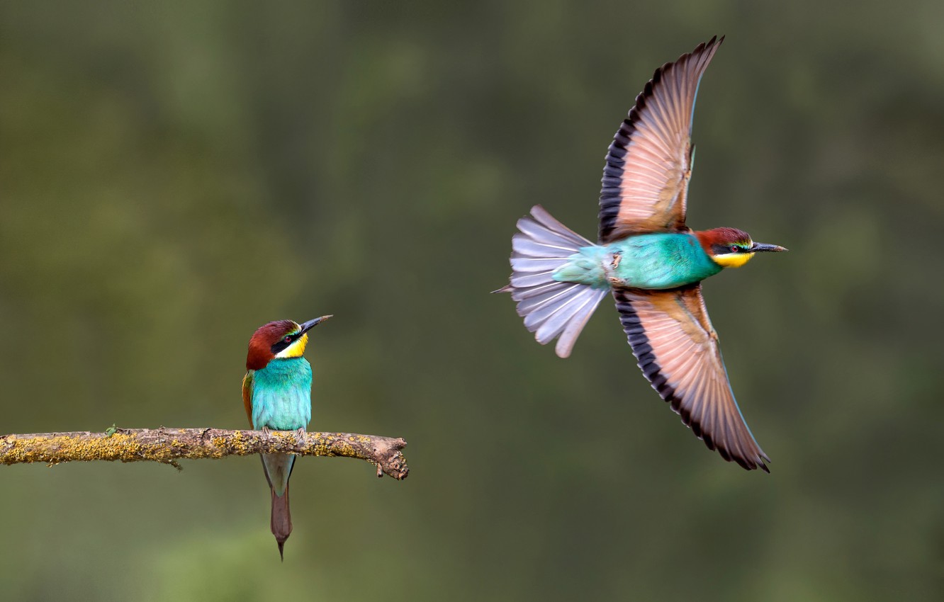 Bee-Eater Wallpapers