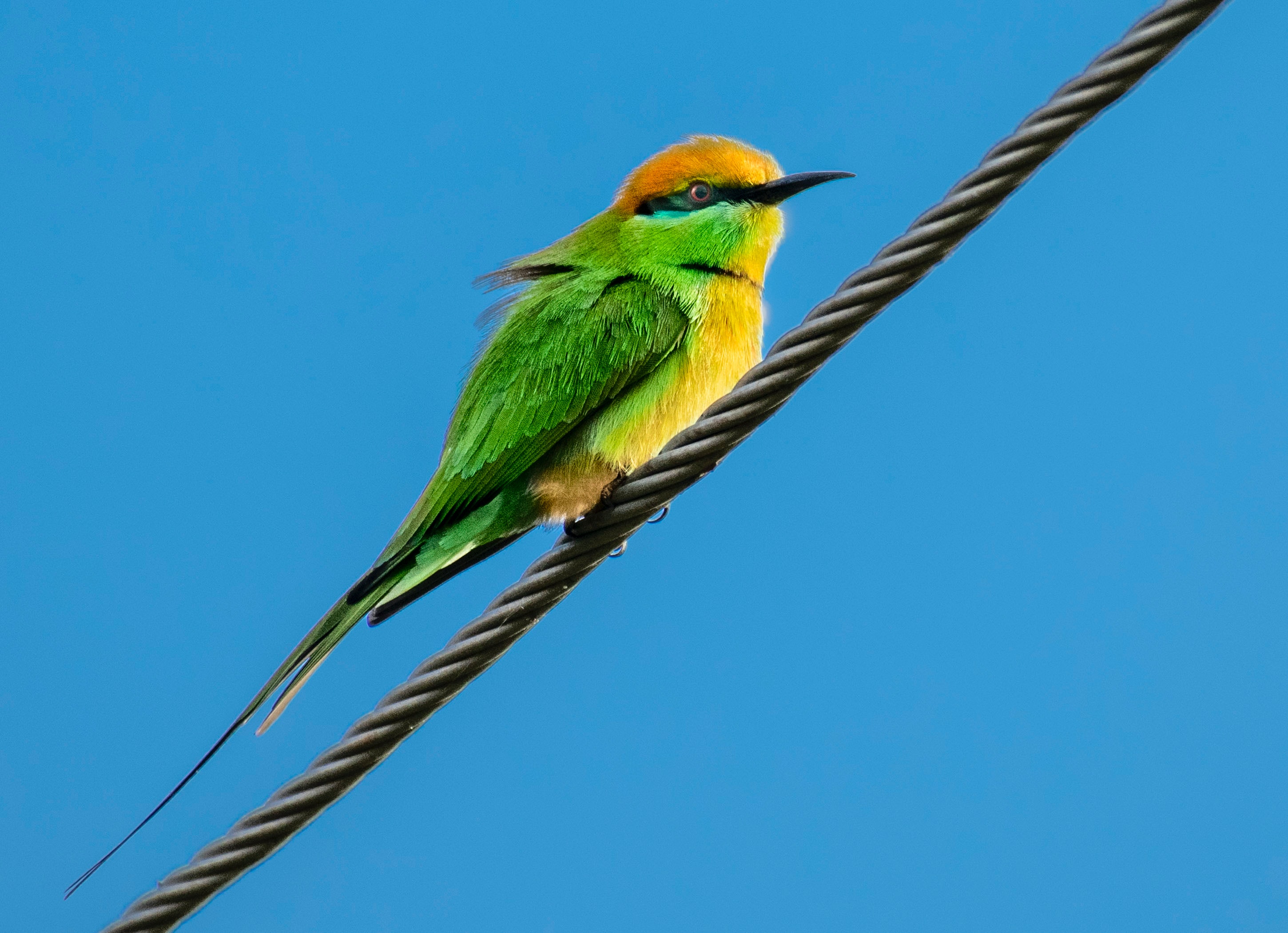 Bee-Eater Wallpapers