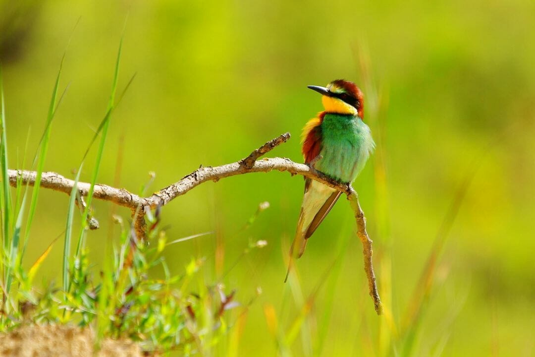 Bee-Eater Wallpapers