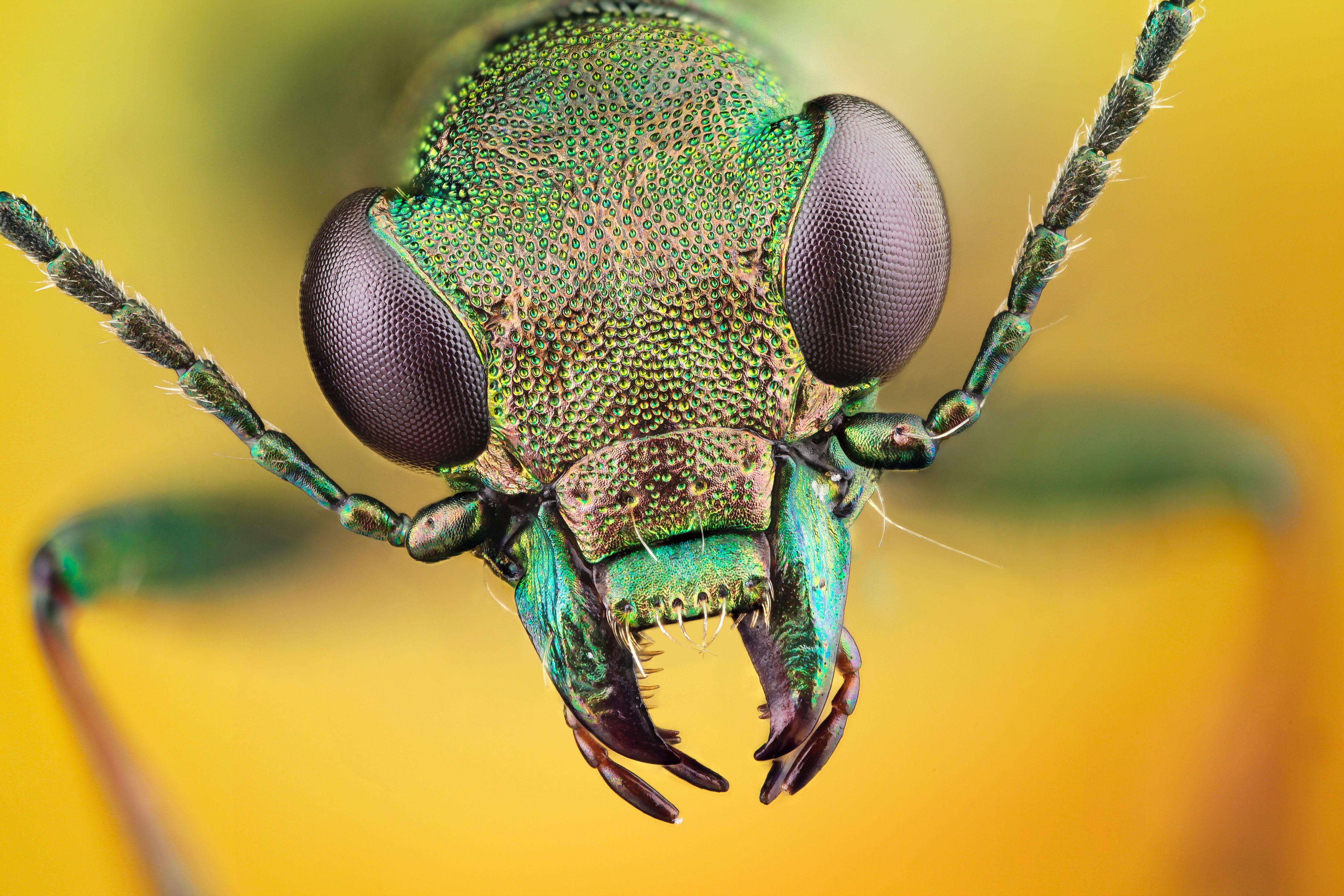 Beetle Insect Wallpapers