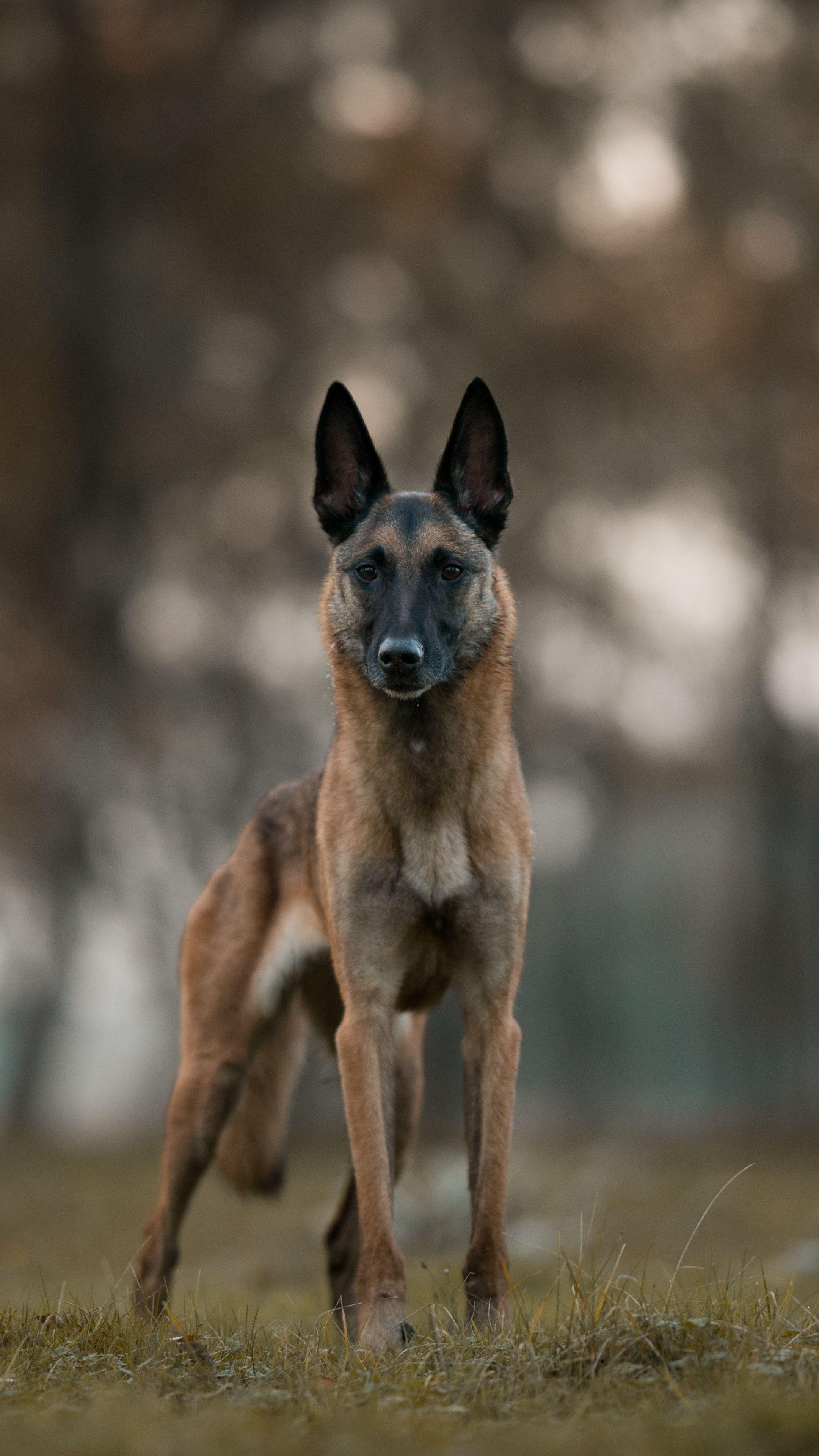 Belgian Malinois Wallpapers