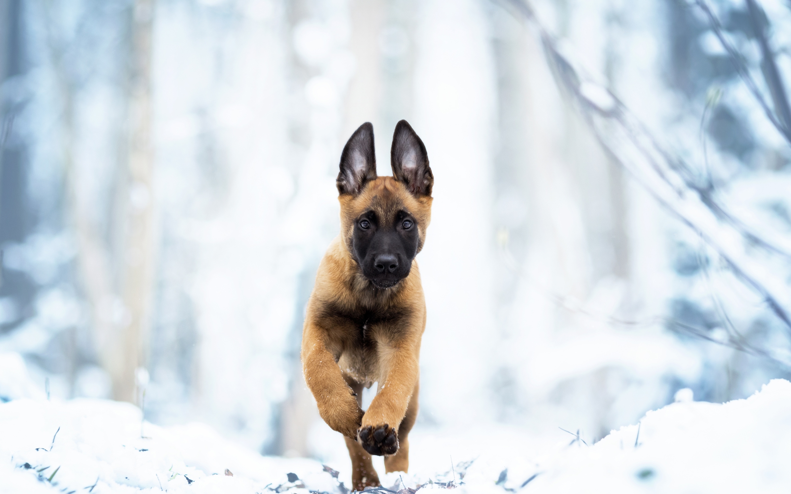 Belgian Malinois Wallpapers