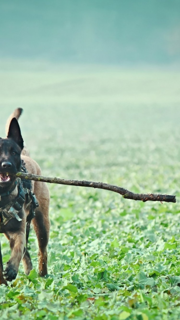 Belgian Malinois Wallpapers