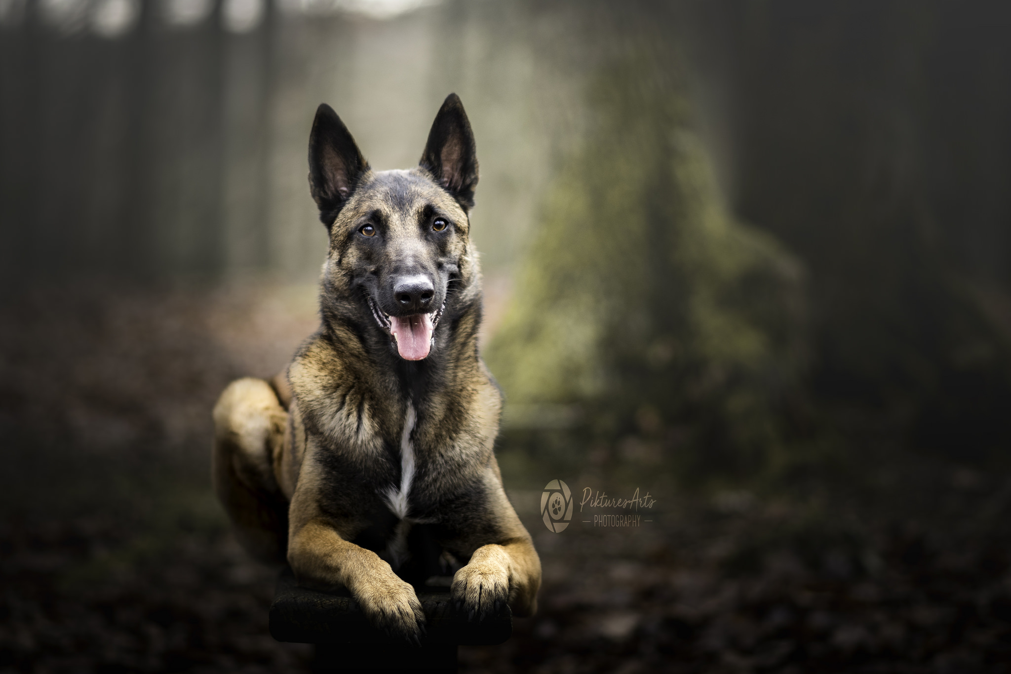 Belgian Malinois Wallpapers