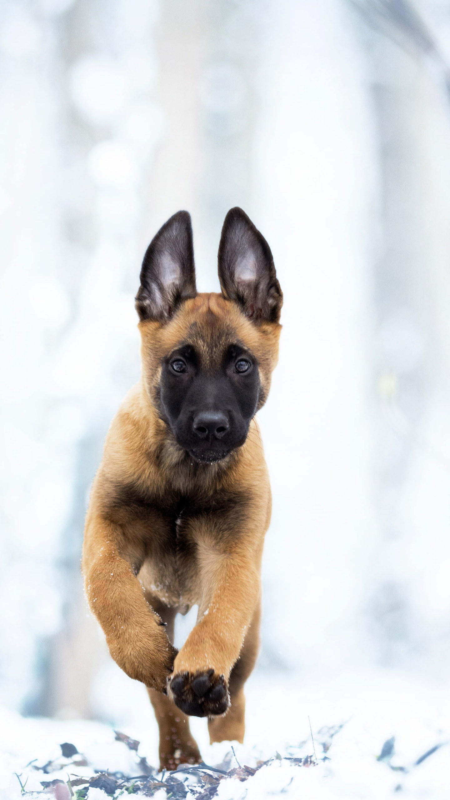 Belgian Malinois Wallpapers