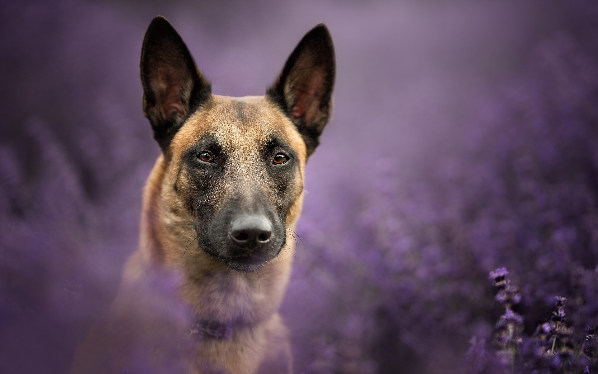 Belgian Malinois Wallpapers