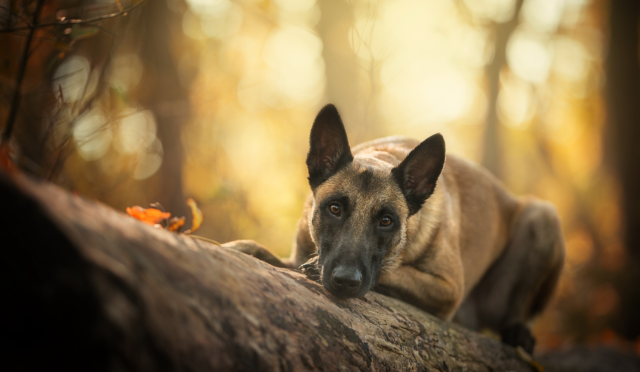 Belgian Malinois Wallpapers