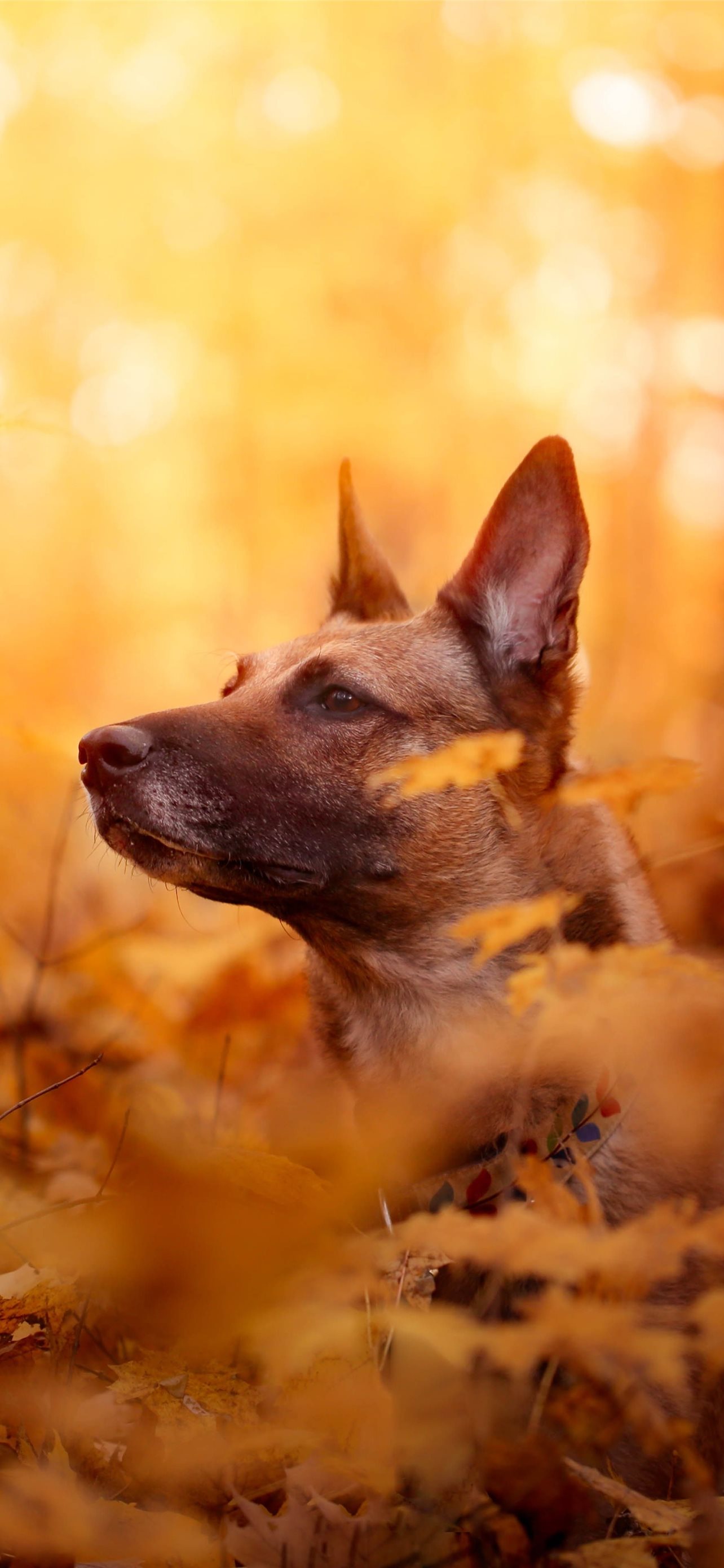 Belgian Malinois Wallpapers