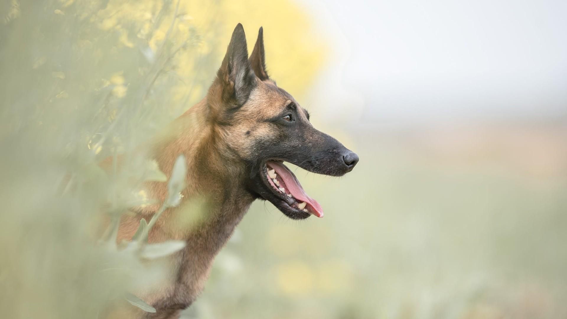 Belgian Shepherd Wallpapers