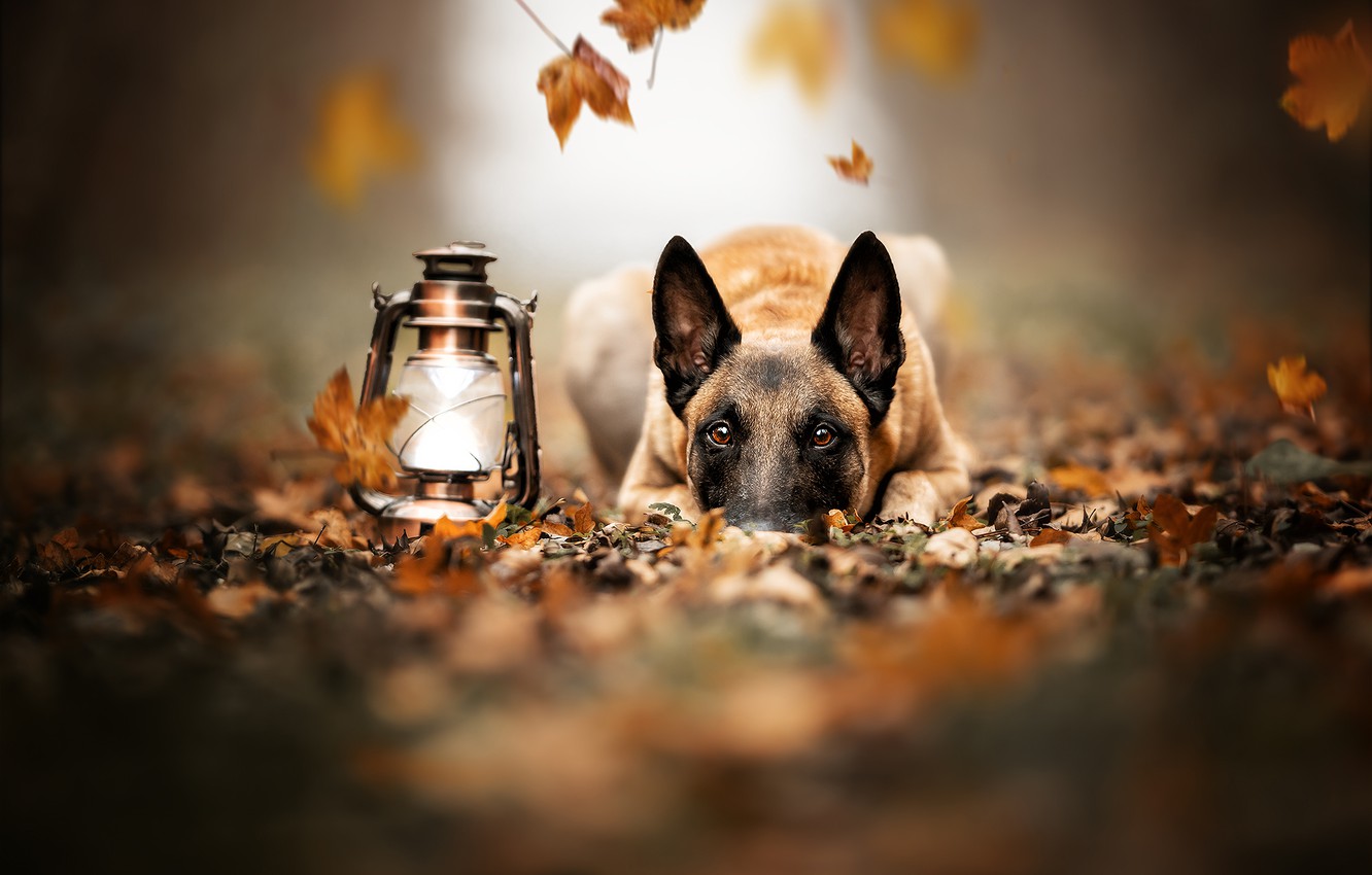 Belgian Shepherd Wallpapers