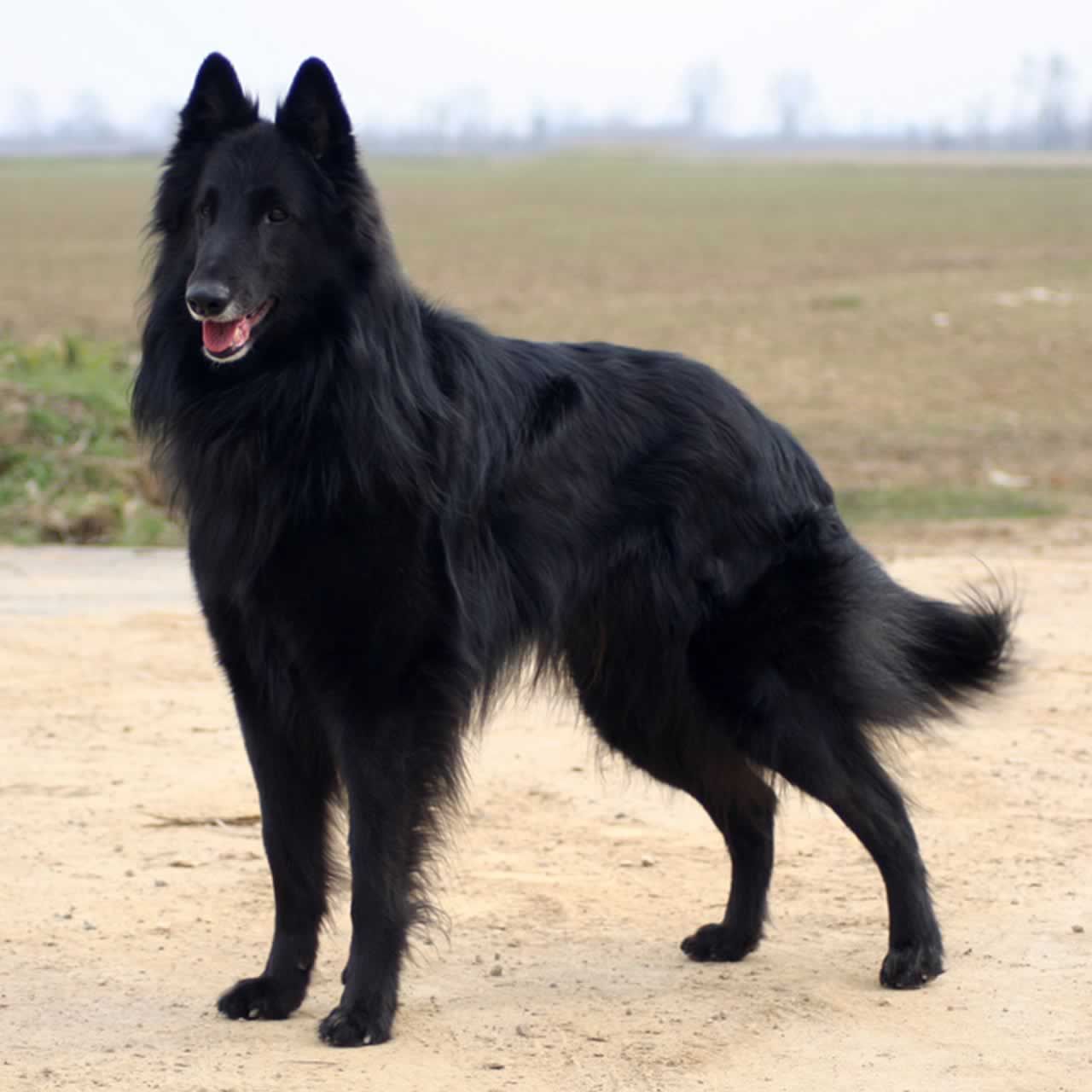 Belgian Shepherd Wallpapers