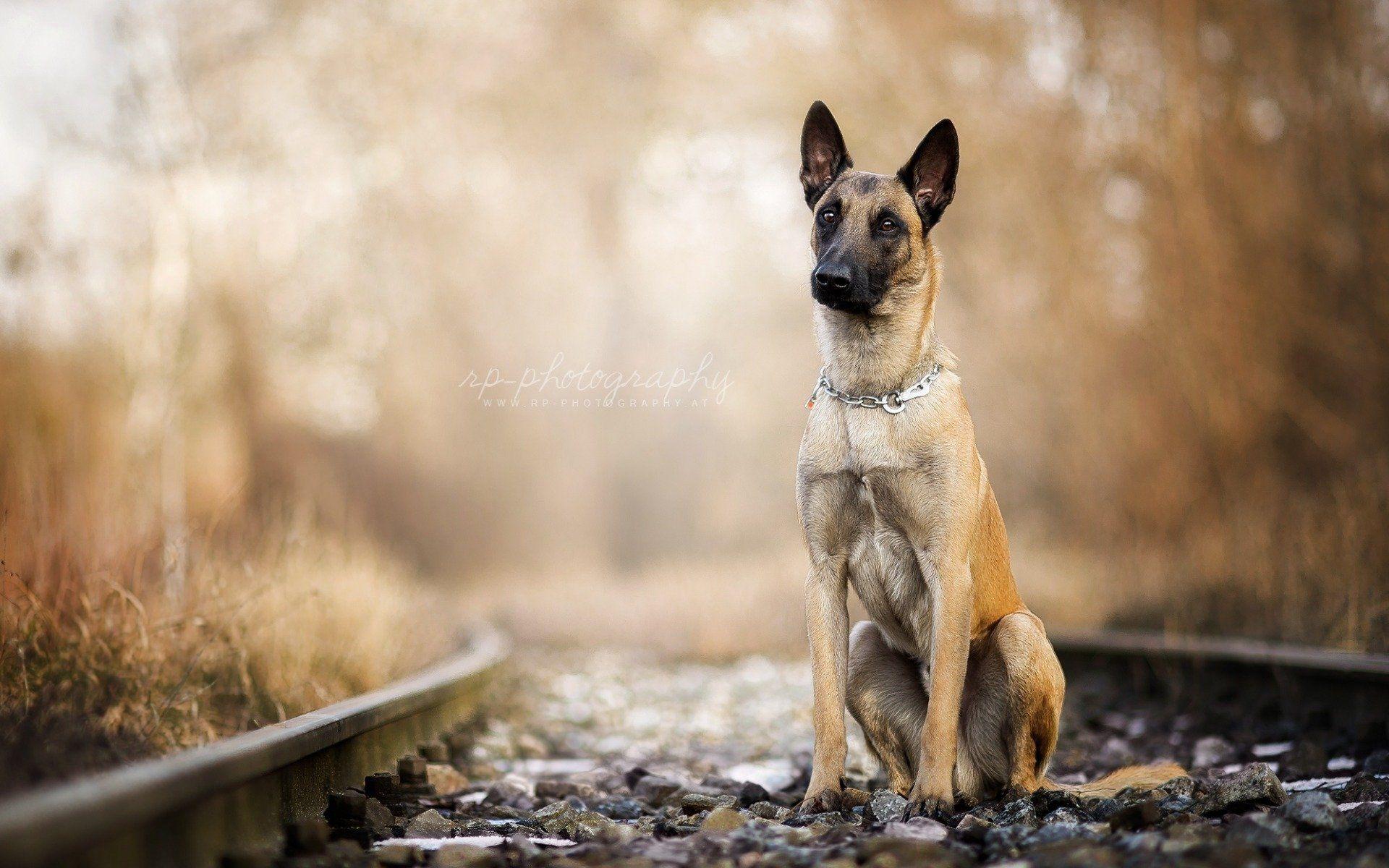 Belgian Shepherd Wallpapers