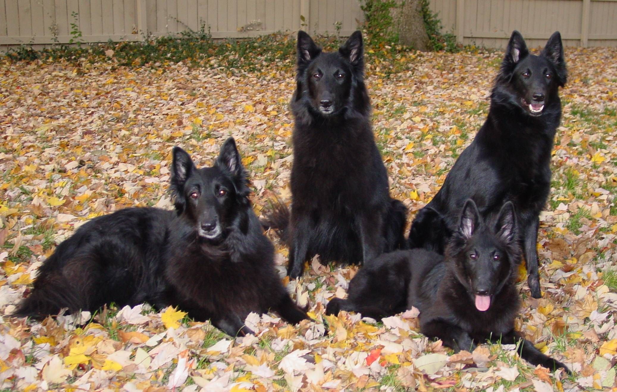 Belgian Shepherd Wallpapers