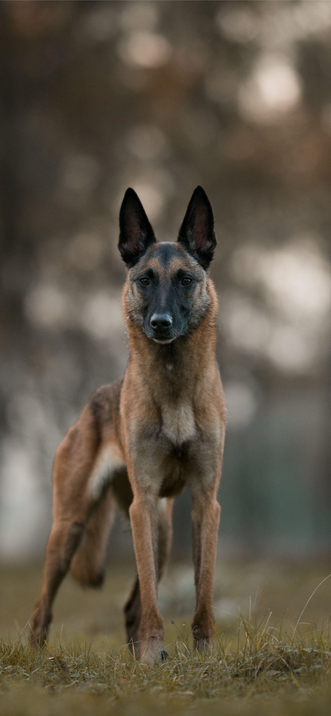 Belgian Shepherd Wallpapers