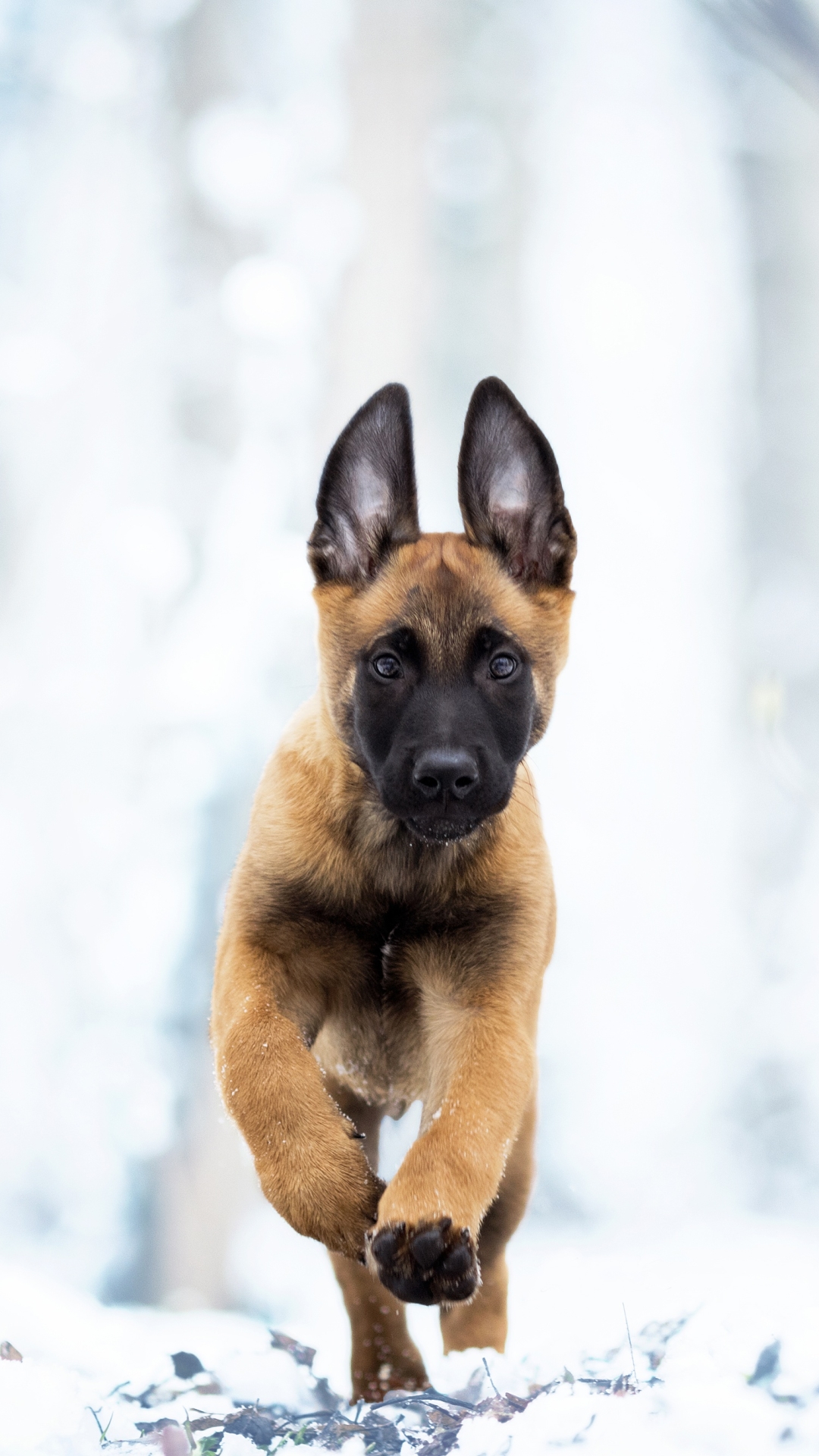 Belgian Shepherd Wallpapers