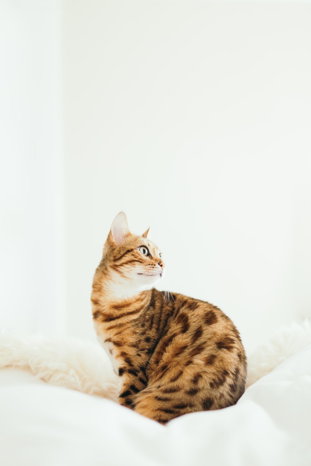 Bengal Cat Wallpapers