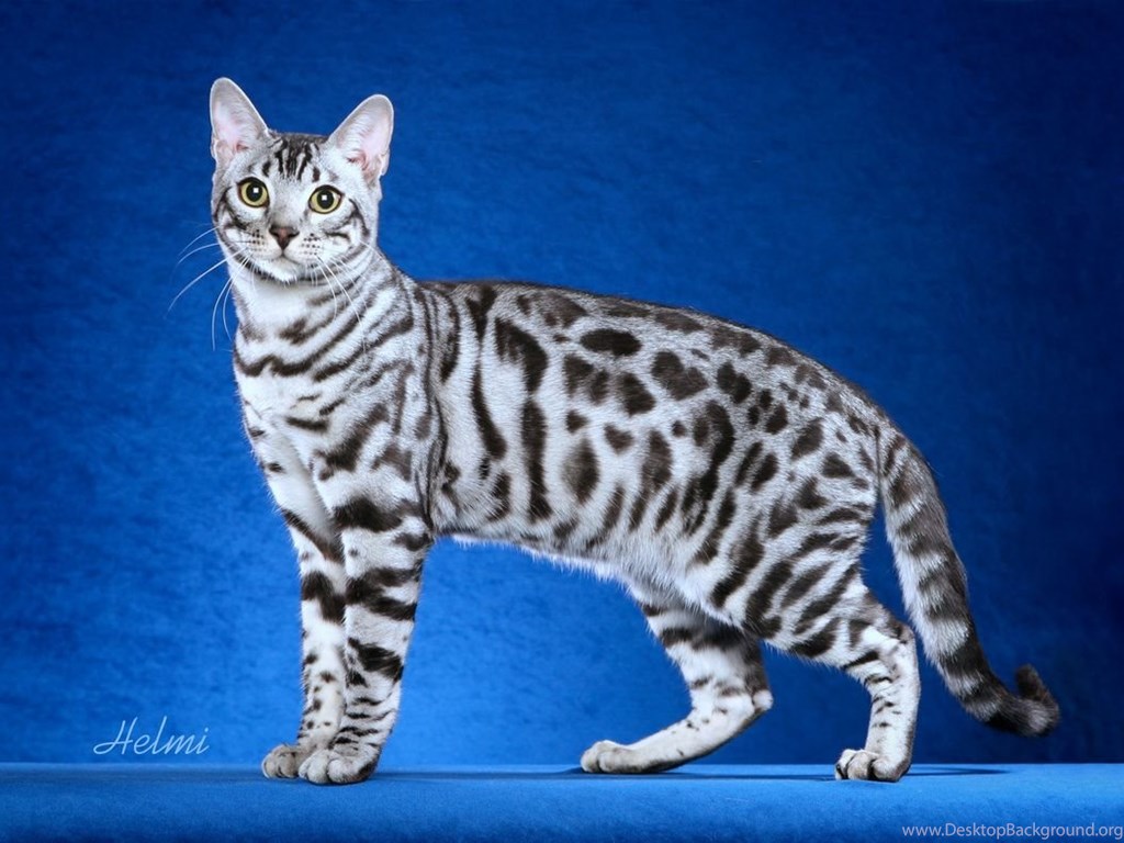 Bengal Cat Wallpapers