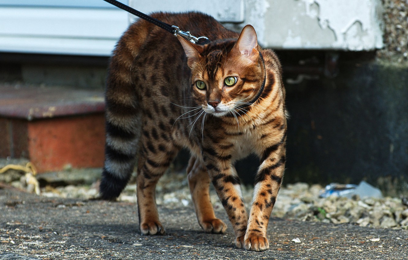 Bengal Cat Wallpapers