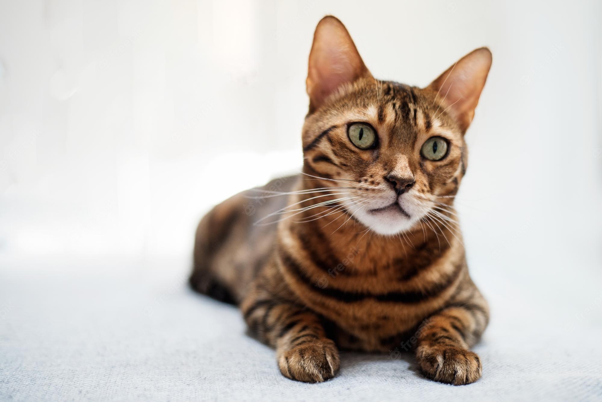 Bengal Cat Wallpapers