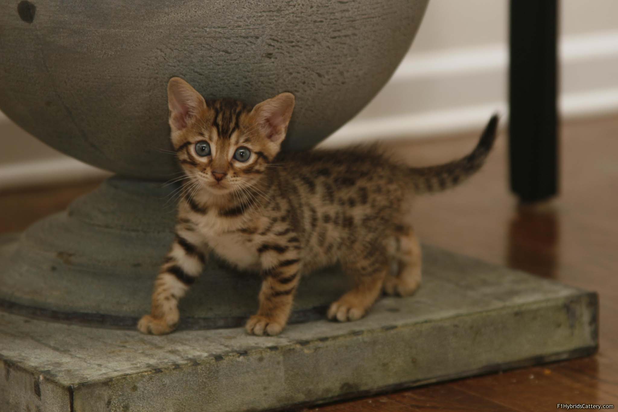 Bengal Cat Wallpapers