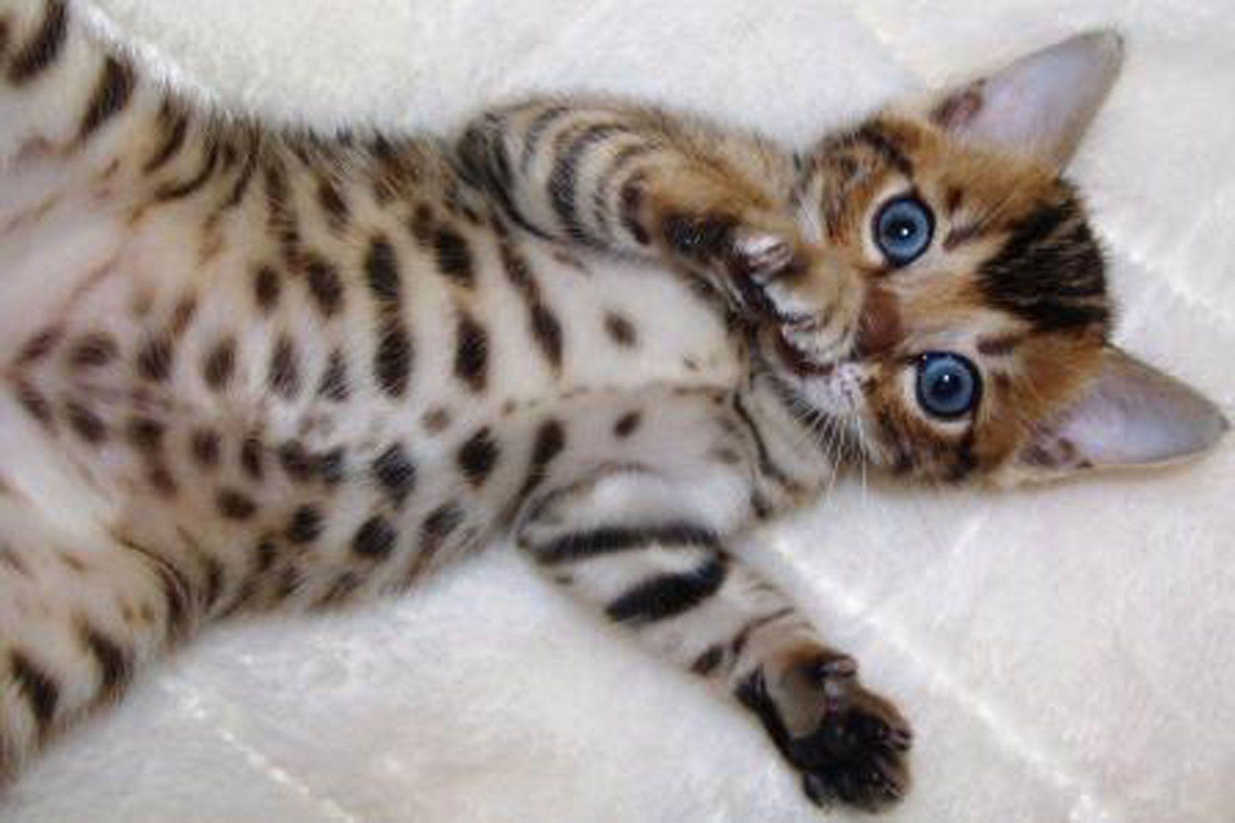 Bengal Cat Wallpapers