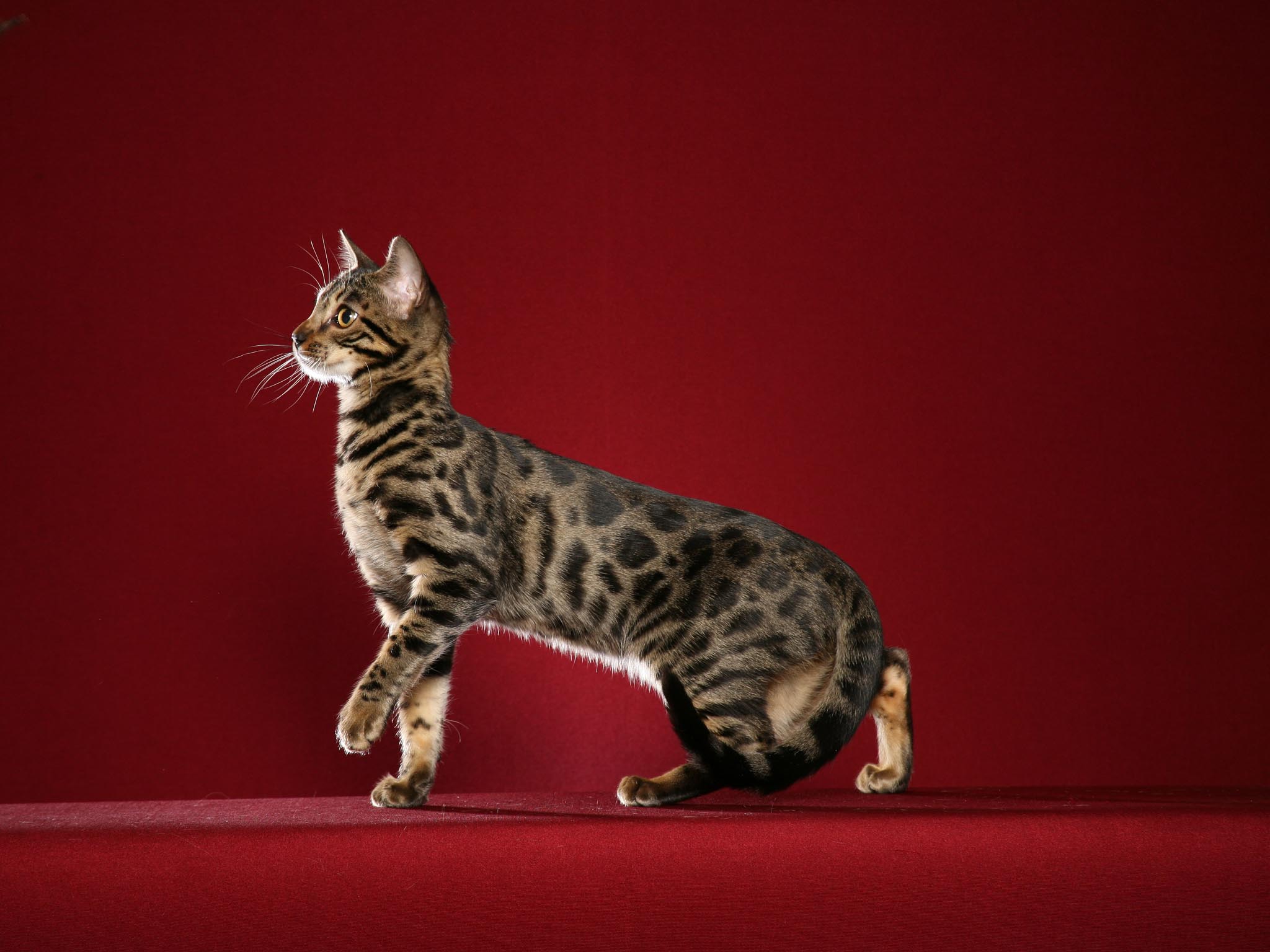 Bengal Cats Wallpapers