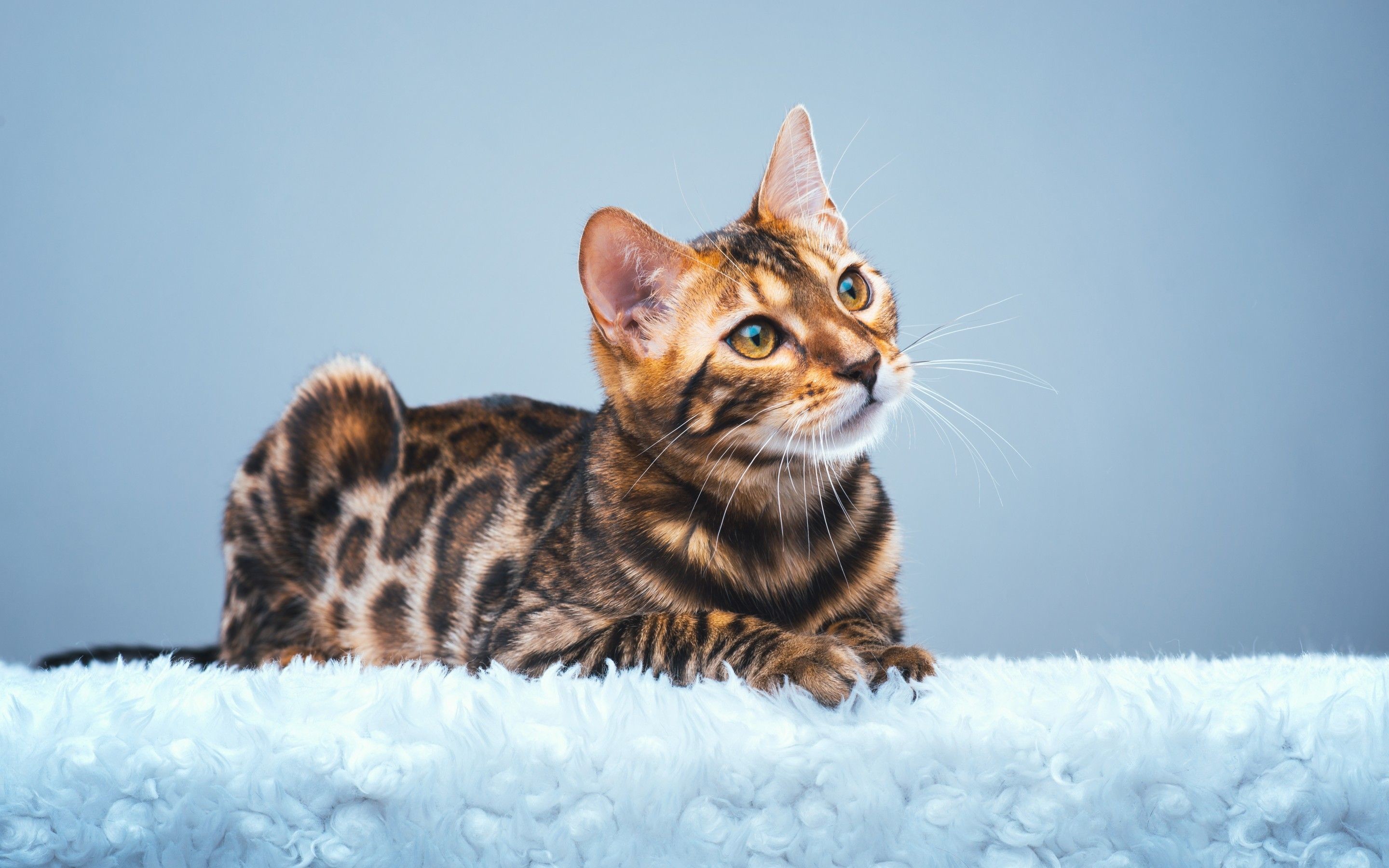 Bengal Cats Wallpapers