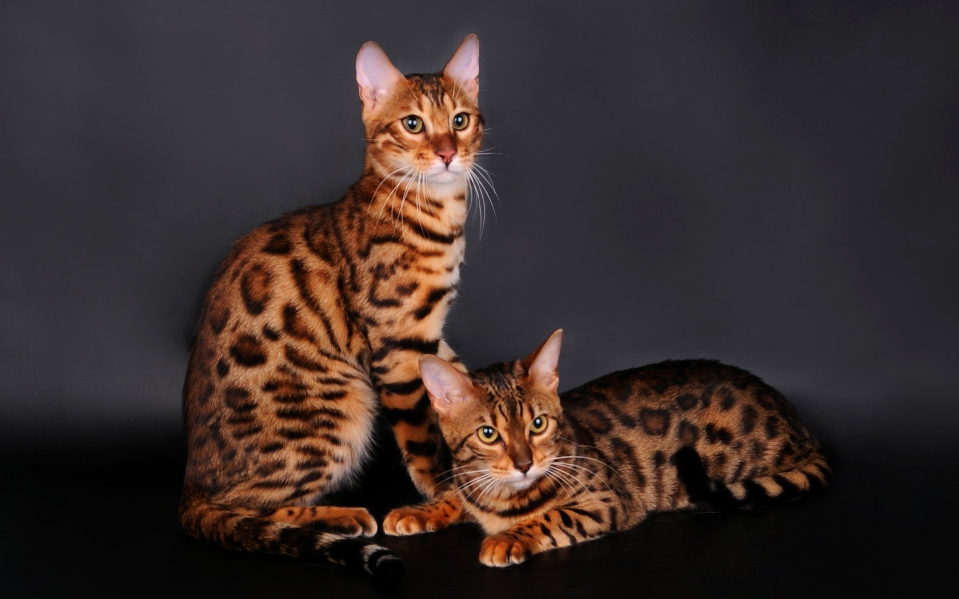 Bengal Cats Wallpapers