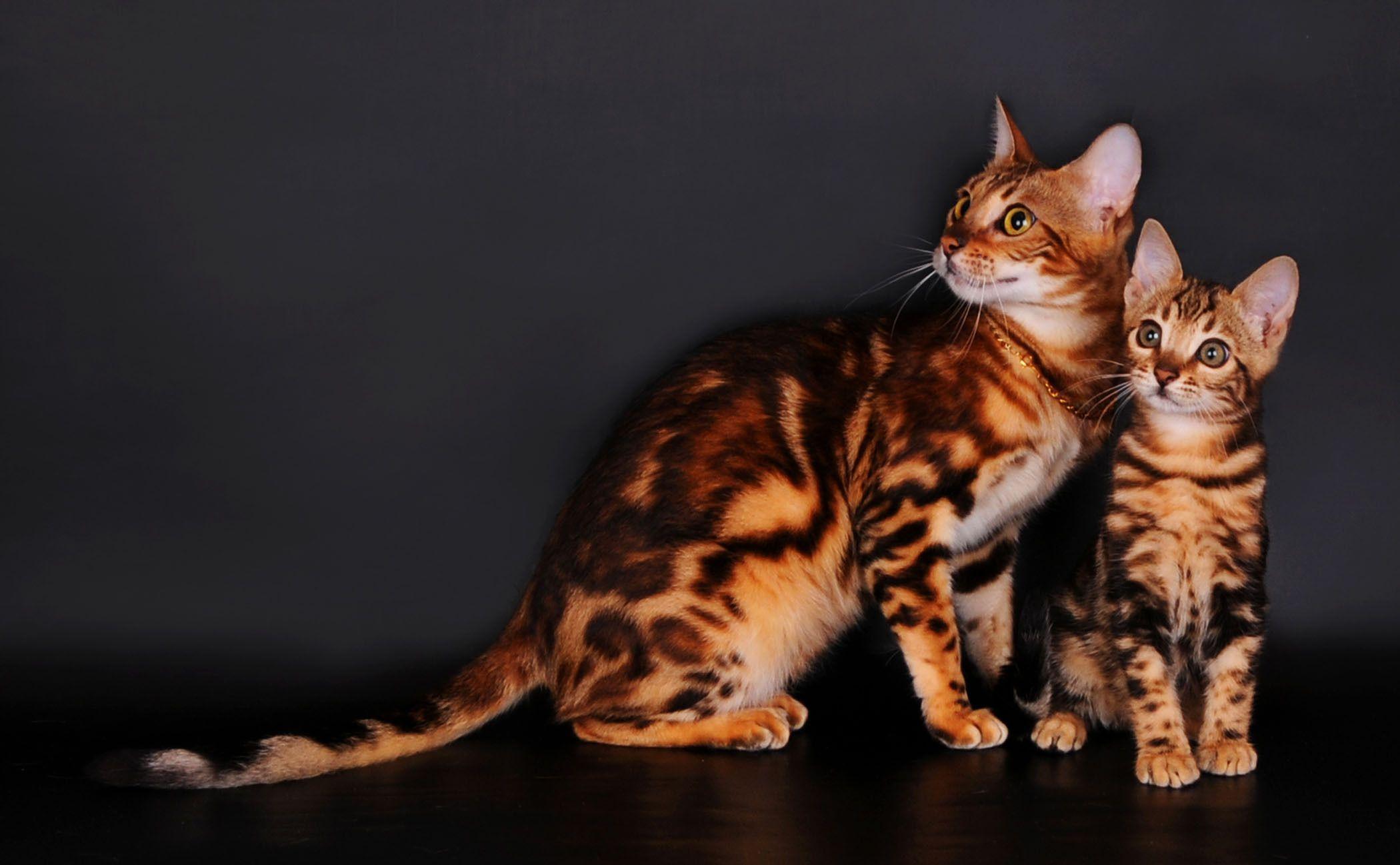 Bengal Cats Wallpapers