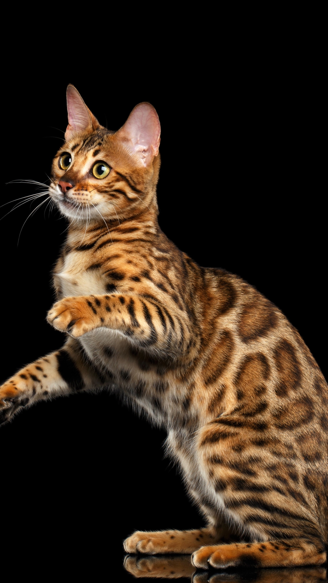 Bengal Cats Wallpapers