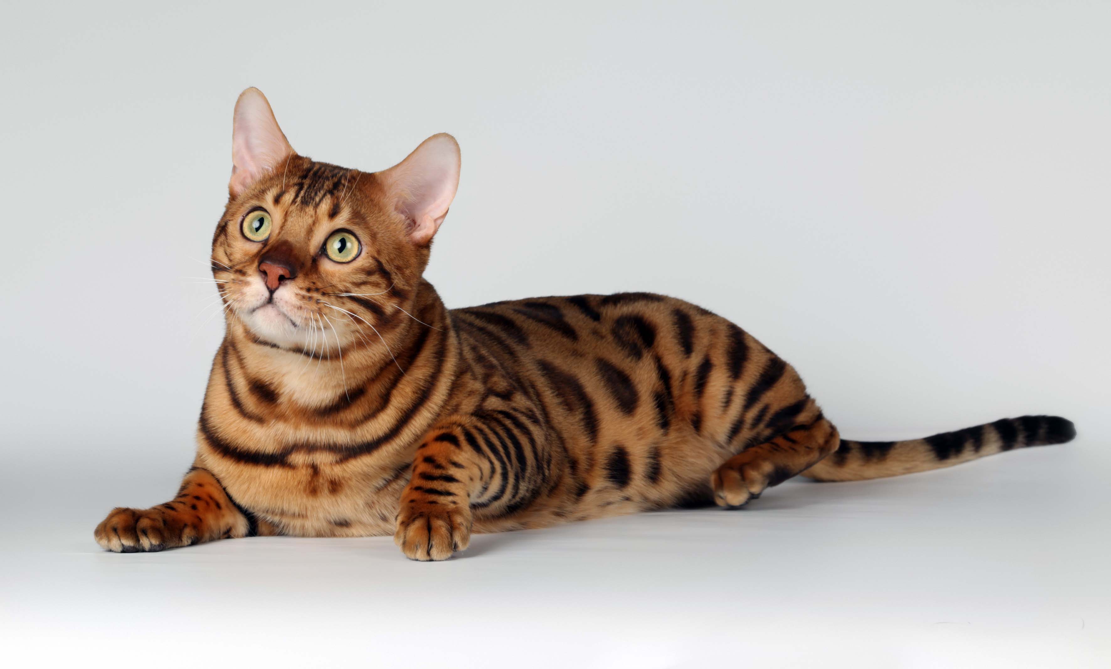 Bengal Cats Wallpapers