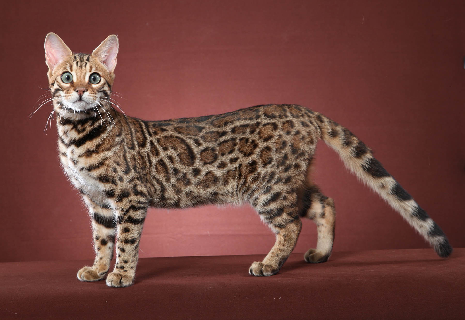 Bengal Cats Wallpapers